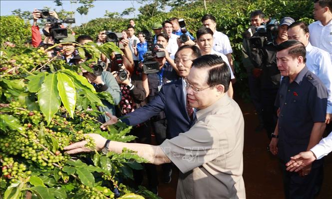 Lier la production, la transformation, la consommation et l'exportation du café à Son La