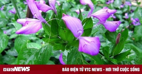 Outre la création de couleurs naturelles, quelles maladies les feuilles violettes peuvent-elles guérir ?