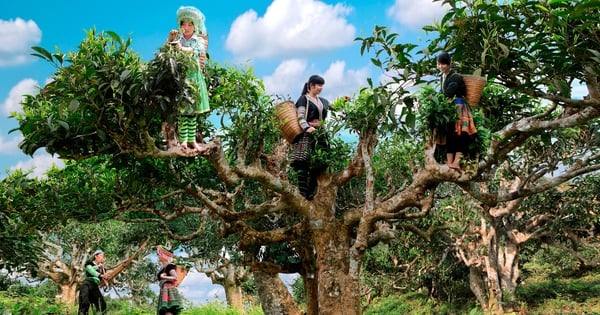 Admirez les anciens arbres à thé au sommet de Suoi Giang