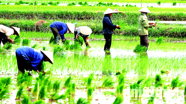 Ca Mau sweet region focuses on planting winter-spring crop to cope with dry season 2025