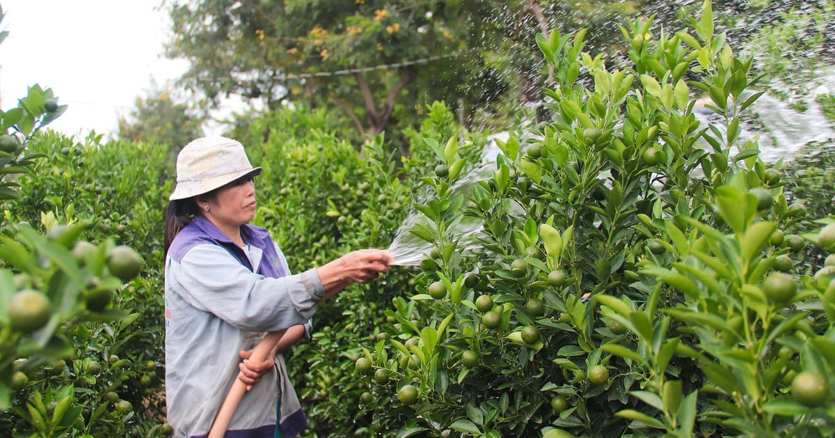 La capital más grande del kumquat en la región central se prepara para el Tet