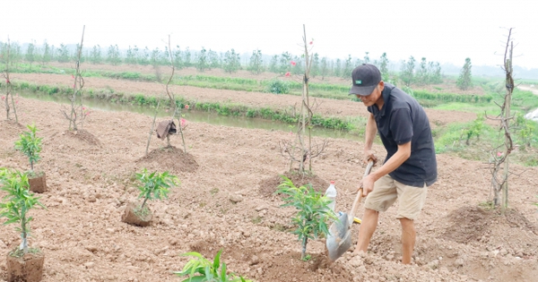 Vừa hết Tết, nông dân làng trồng đào nổi tiếng ở Thái Bình đã vội ra đồng, còn bận hơn trong Tết