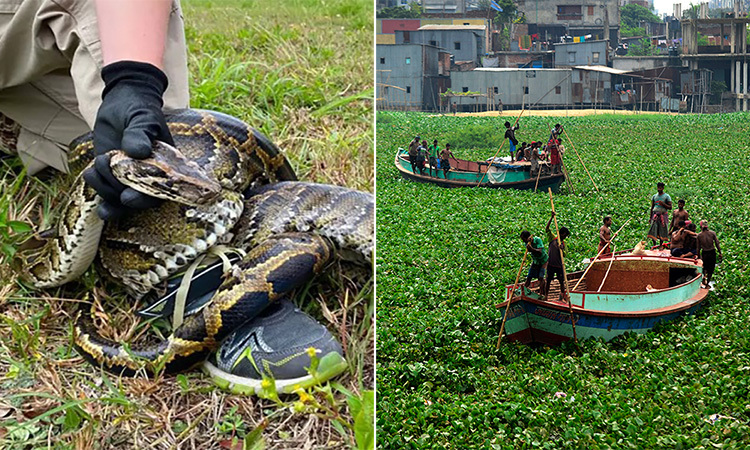 Die Bedrohung durch invasive gebietsfremde Arten auf der ganzen Welt