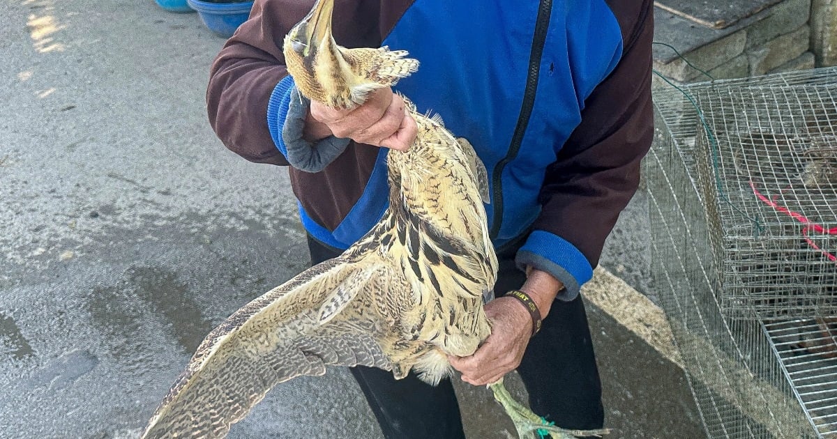 Dos mercados de aves silvestres en Hanoi cerraron tras el informe del periódico Dan Tri