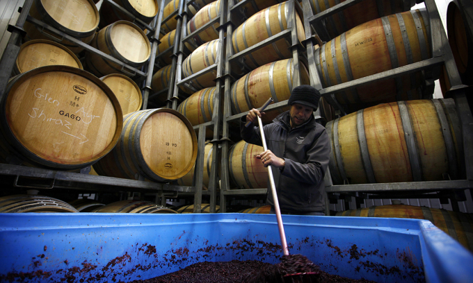 A winemaker turns grapes in barrels at a winery in Tasmania, Australia, June 2014. Photo: Reuters