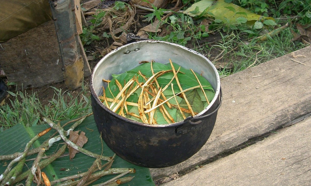 Un “té sagrado” ayuda a indígenas a encontrar a cuatro niños en la selva amazónica