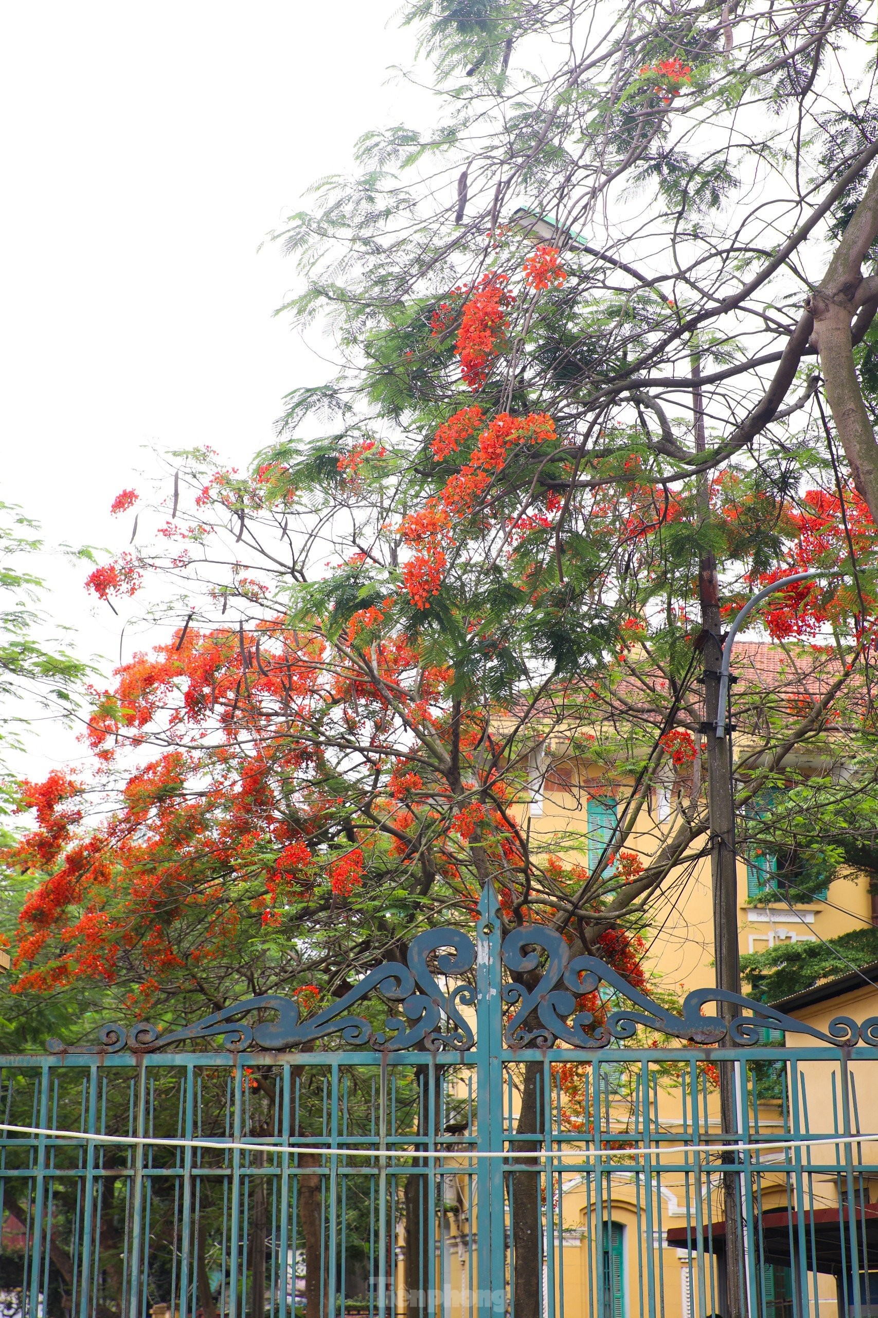 Les fleurs de phénix rouges « illuminent » les rues de Hanoï, photo 10