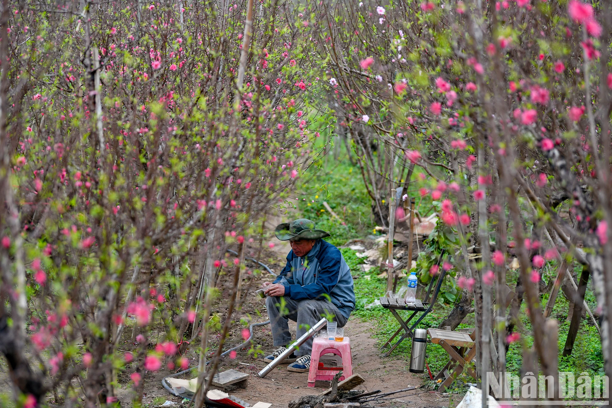 【写真】旧正月前夜に満開となったニャットタン・プートゥオン桃の花村 写真3