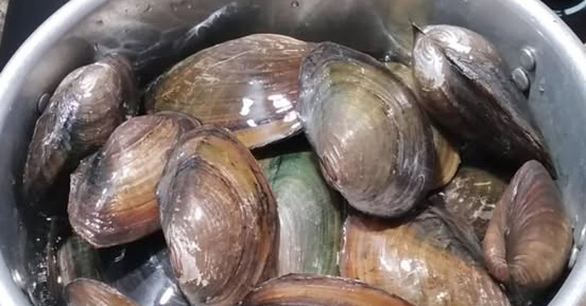 Clam meat is nutritious, prevents and cures high blood pressure, muscle and bone pain...