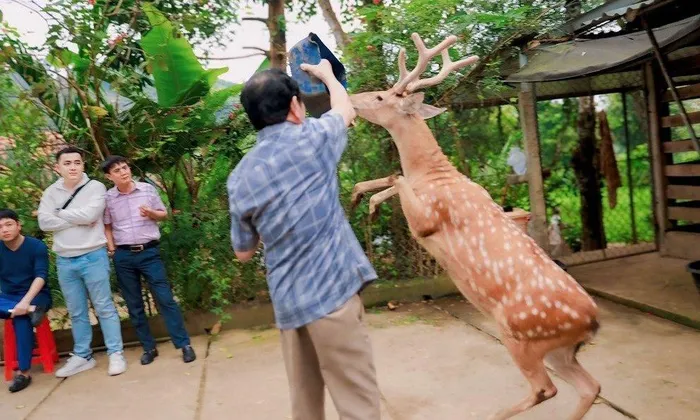 Sika deer walk on two legs and a series of strange animals in Vietnam Huou sao di bang 2 chan va loat dong vat ky di o Viet Nam