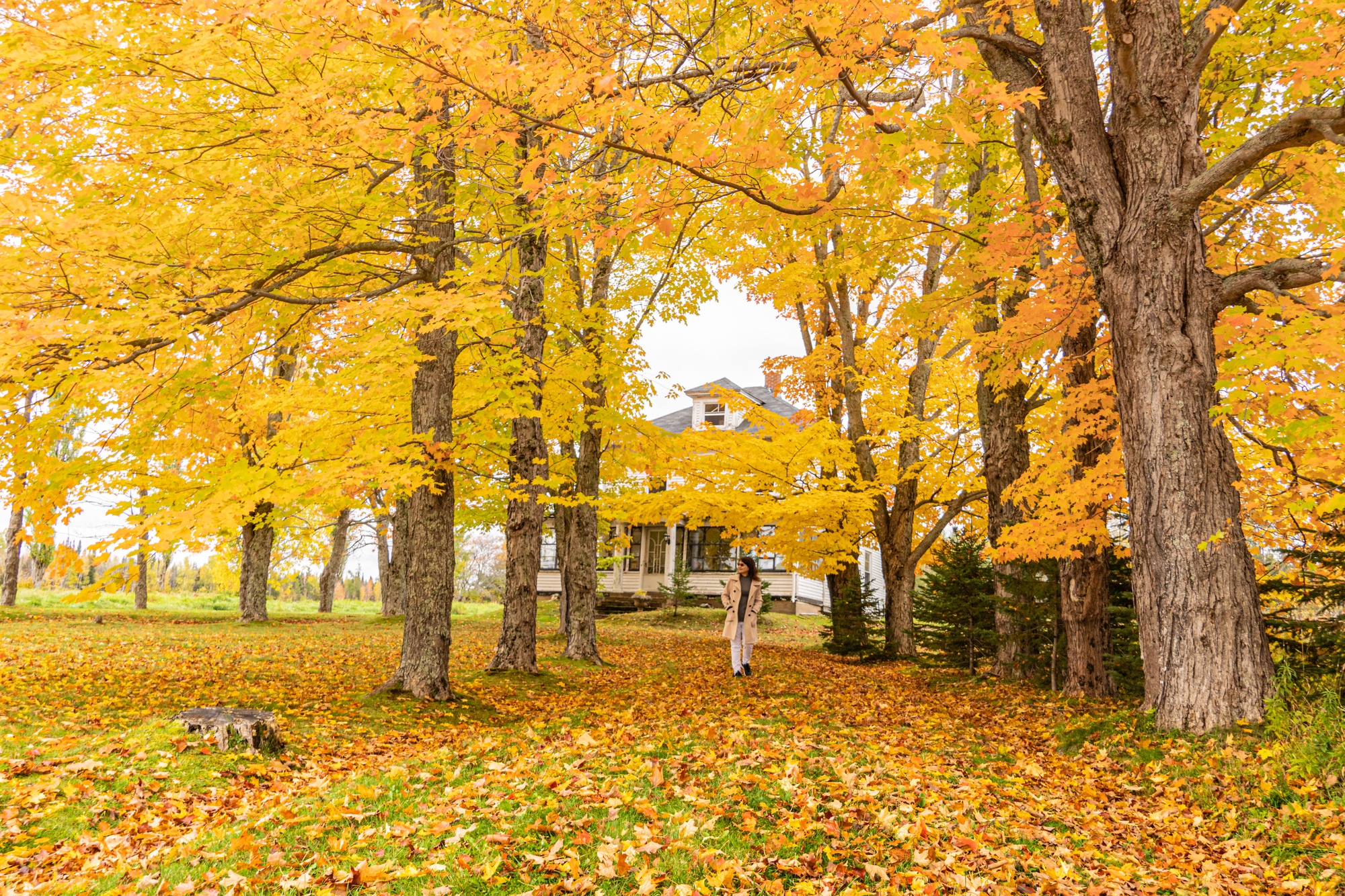 Ngắm Sắc Thu Rực Rỡ Ở Nova Scotia - Ảnh 1.