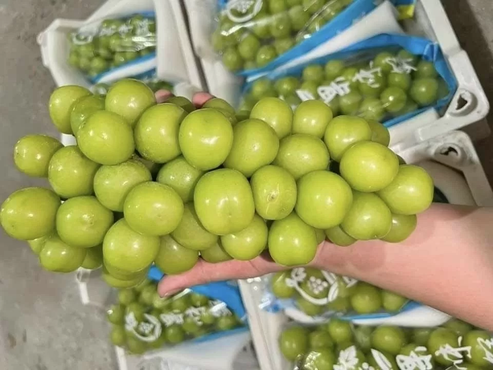 El Sr. Nguyen Quang Hieu informó que las uvas de leche chinas contienen residuos de pesticidas que exceden el umbral permisible.