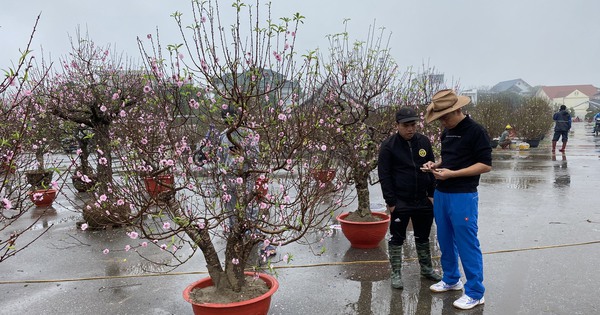 Les pêchers et les kumquats sont très demandés dans les régions reculées pendant le Têt.