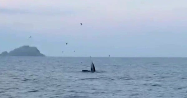 ビンディン海域で大型クジラが海面に浮上し、狩りをする