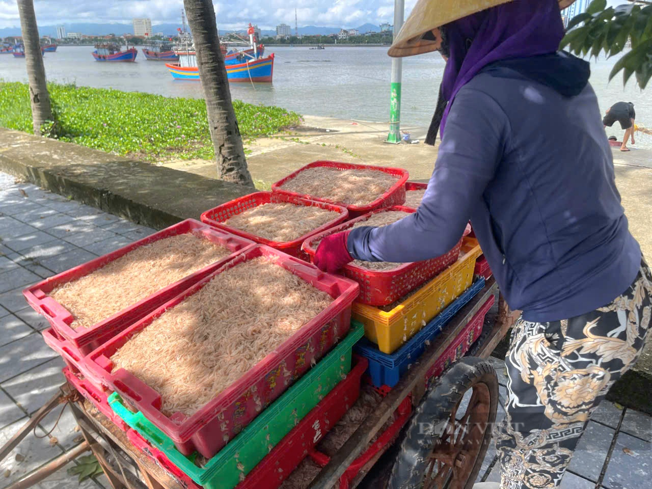 Dân một xã ở Quảng Bình trúng đậm con li ti ngoài biển, cầm chắc 5 triệu/chuyến ra khơi- Ảnh 2.