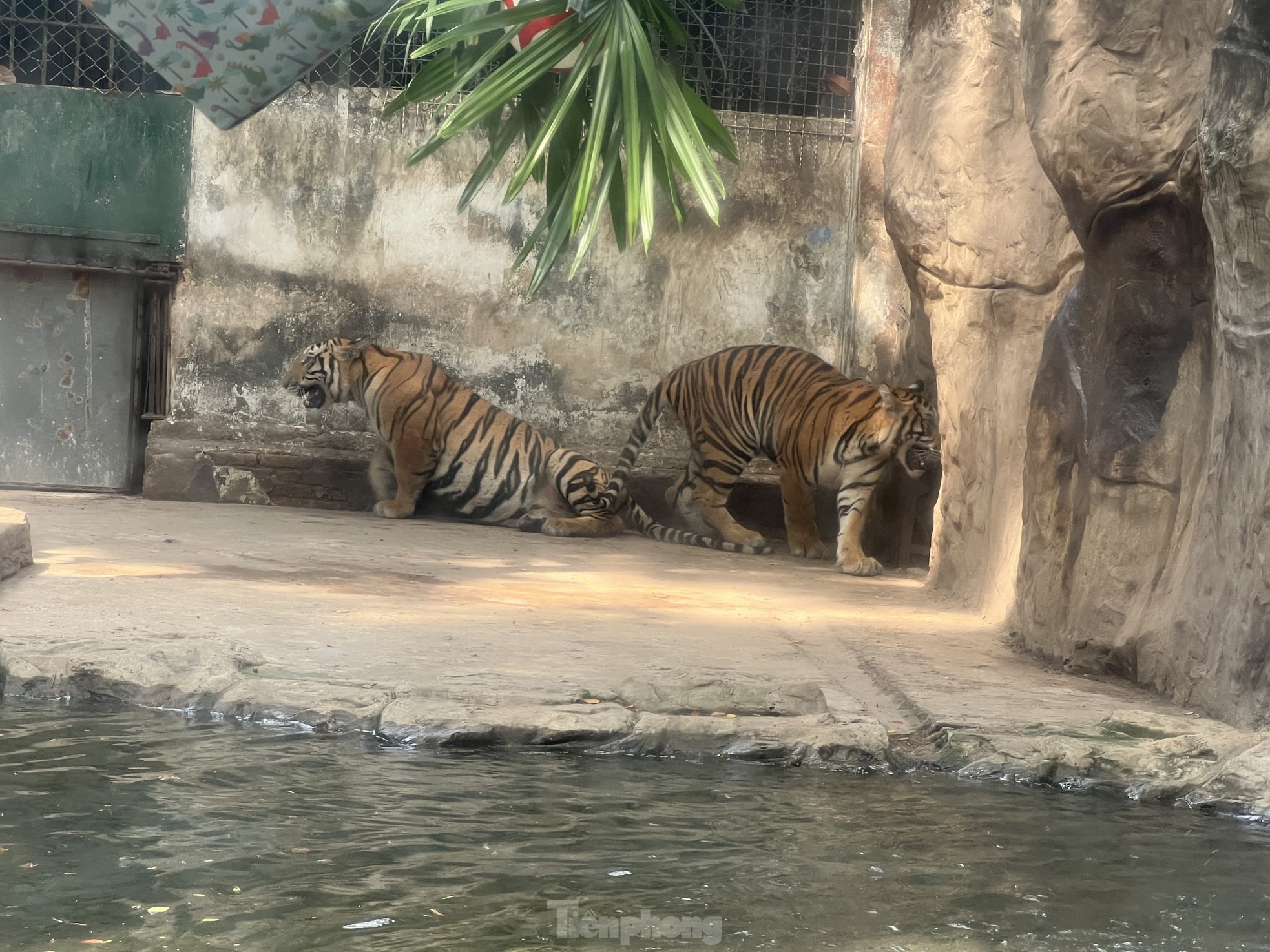 Los turistas disfrutan de la celebración del primer cumpleaños de dos cachorros de tigre llamados Binh y Duong foto 2