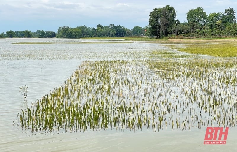 Des dizaines d'hectares de rizières de printemps risquent d'être perdus à cause de profondes inondations