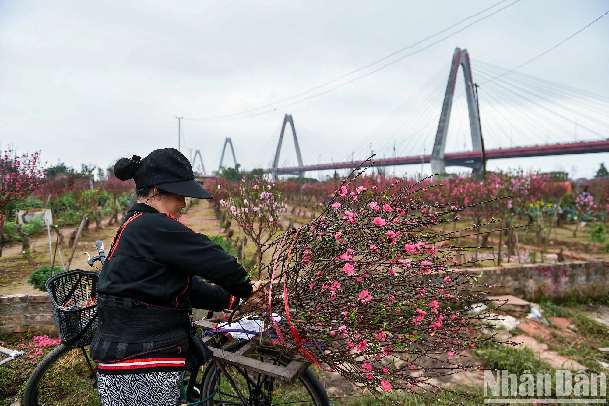 [写真] 旧正月前夜に満開となったニャットタン - フートゥオン桃の花村 写真11