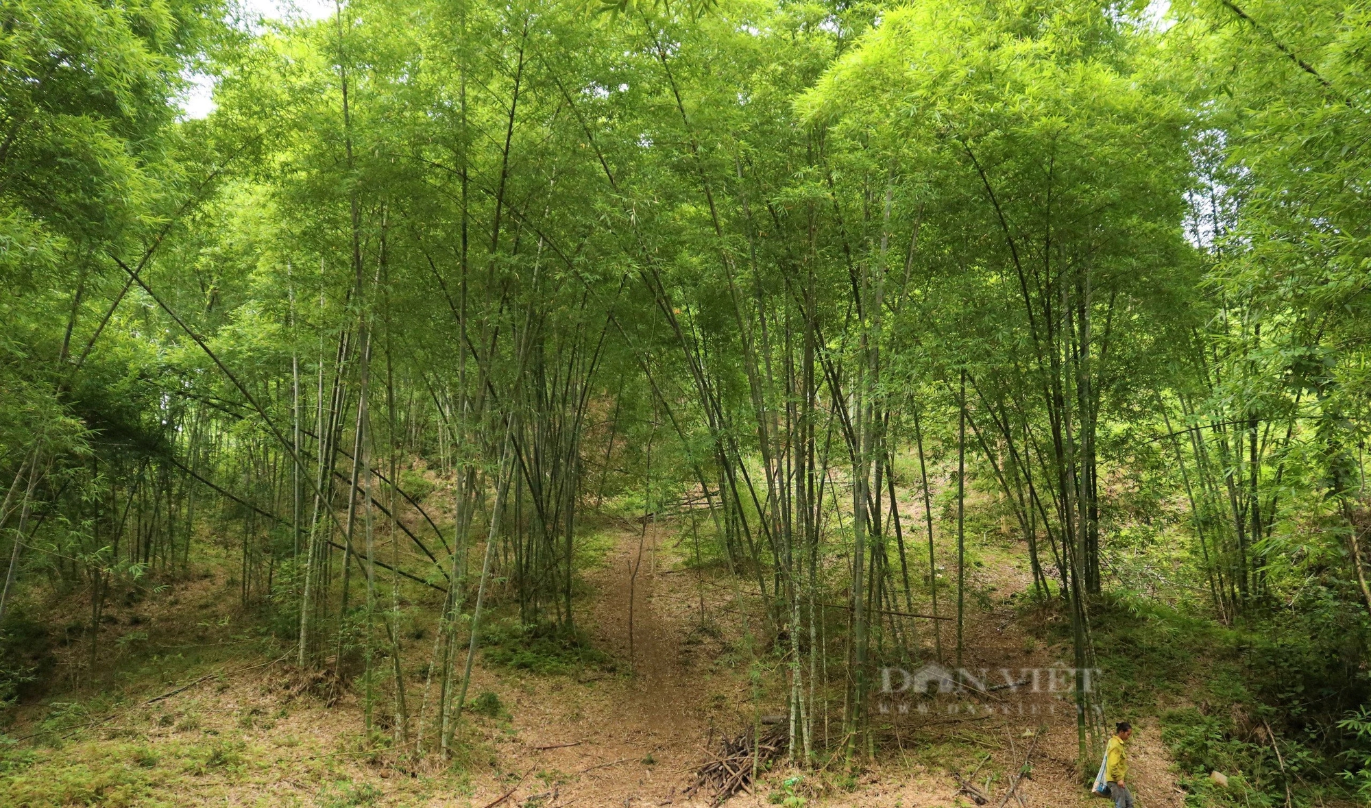 Cây lùng đạt chứng chỉ FSC lên giá, có từng nào bán cũng hết giúp dân nơi này ở Nghệ An thoát nghèo- Ảnh 5.