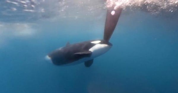 Killer whales attack yacht racing at sea