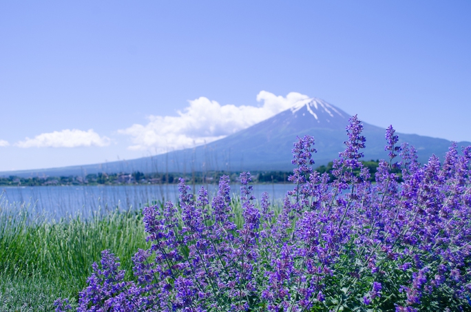 “Refresh” tinh thần hiệu quả ở những vườn lavender đẹp nhất thế giới - Ảnh 1.