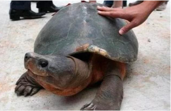 Excavating a 2,000-year-old tomb, startled to see living creatures crawling out from inside - 2