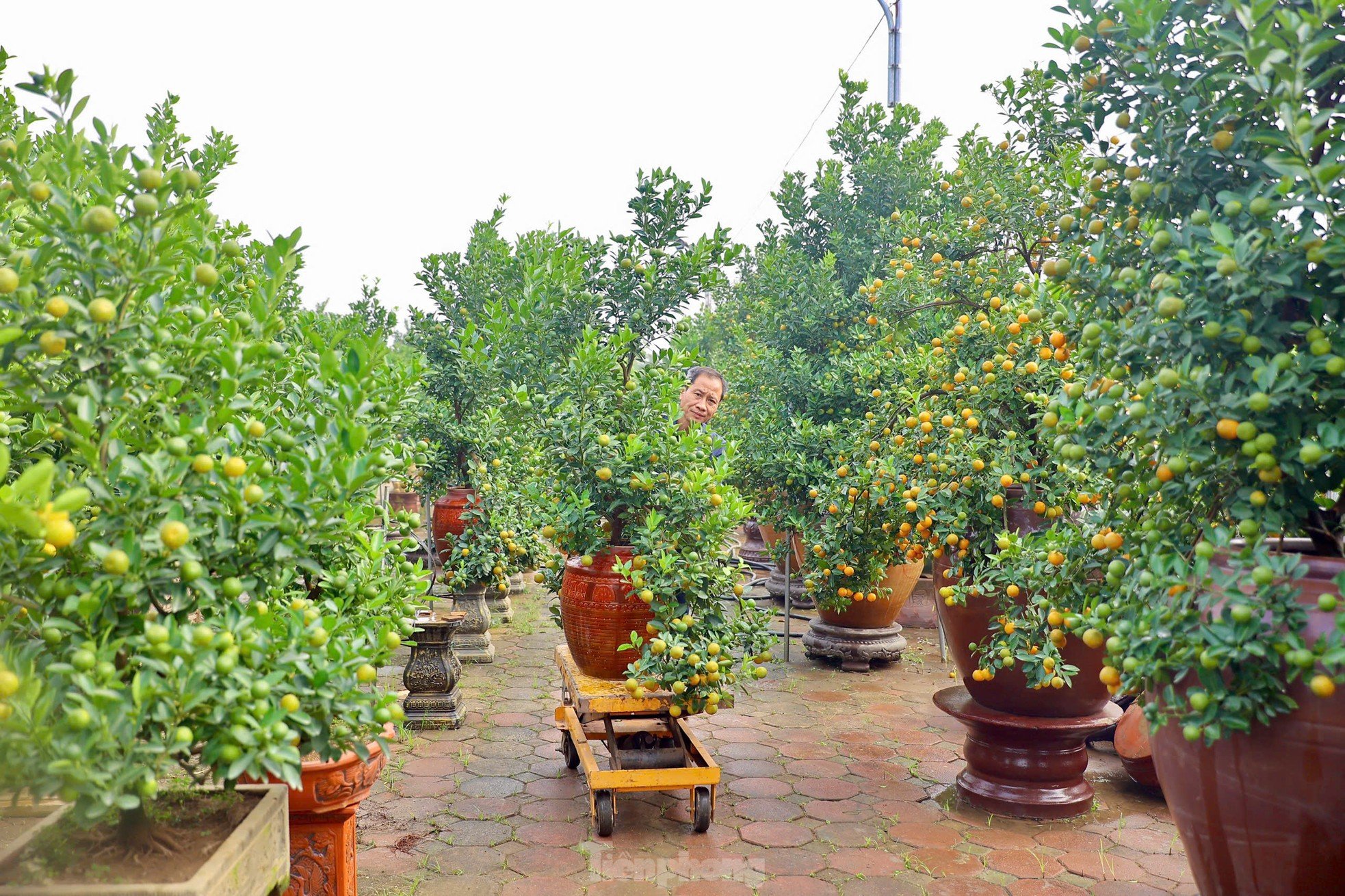 Les kumquats jaunissent, les jardiniers de Tu Lien sont occupés à préparer le Têt, photo 13