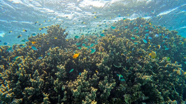 グレートバリアから世界遺産への懸念まで