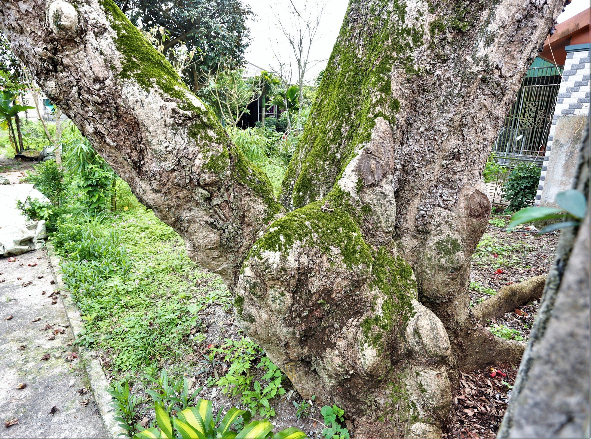 Fascinated by the ancient cotton trees blooming in the hometown of the great poet Nguyen Du photo 11
