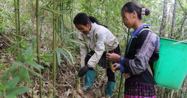 In the morning, people in a district of Yen Bai went to the forest to find bamboo shoots, a type of "wild vegetable", which was sold out before reaching the market.