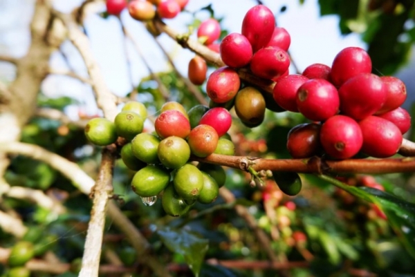 Trong nước tăng ngày thứ 3 liên tiếp; Robusta thêm gần 100 USD/tấn