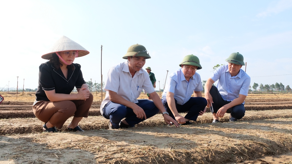 Der Direktor des Ministeriums für Landwirtschaft und ländliche Entwicklung von Hanoi, Nguyen Xuan Dai (ganz rechts), inspiziert das Gemüseanbaugebiet in der Gemeinde Trang Viet (Bezirk Me Linh) nach den schweren Auswirkungen der Überschwemmung.