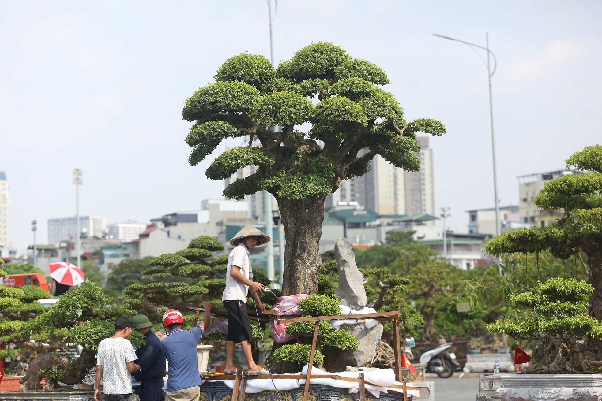 ชมต้นไทรรูปร่างประหลาดโบราณมูลค่านับหมื่นล้านดองในฮานอย ภาพที่ 21