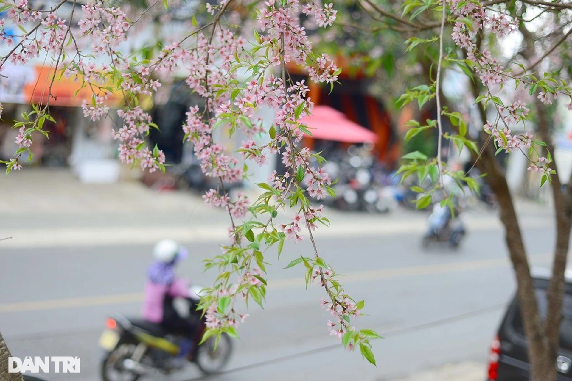 Mai anh đào bất ngờ bung nở giữa tháng 4 ở Đà Lạt - 3