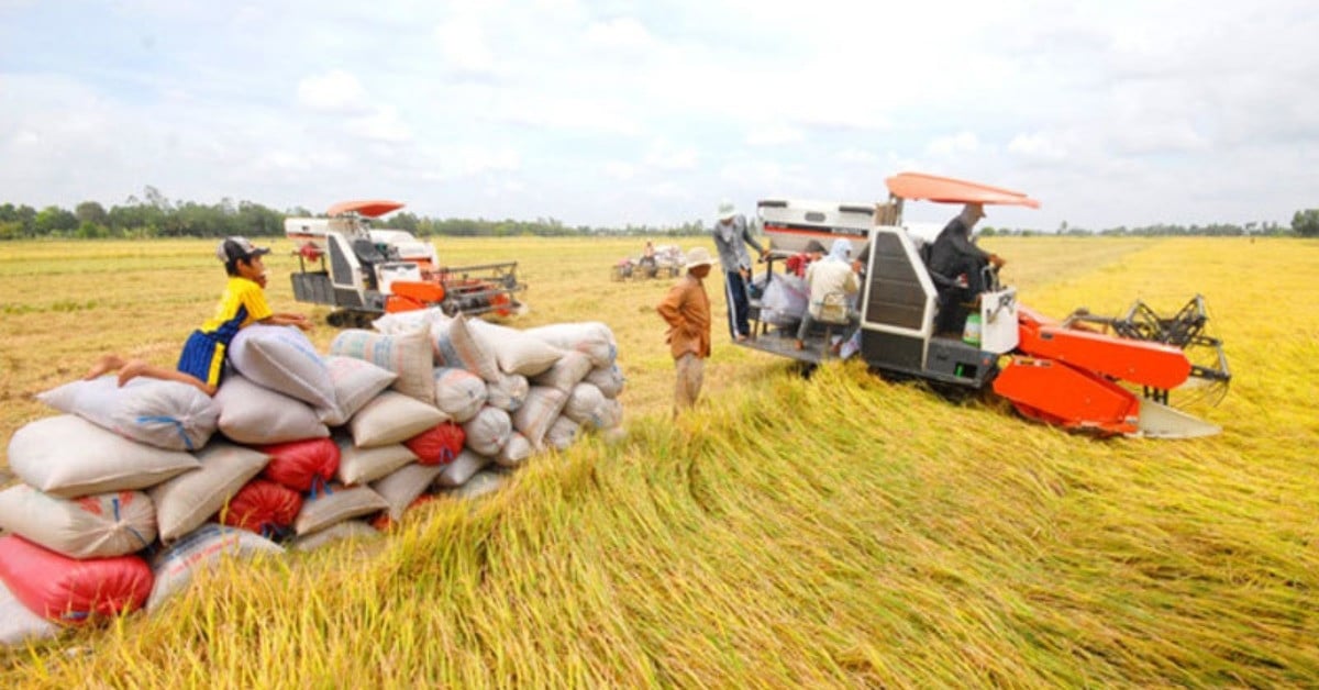 Über eine Million Bauernhaushalte im Westen beteiligen sich am Anbau von qualitativ hochwertigem Reis.