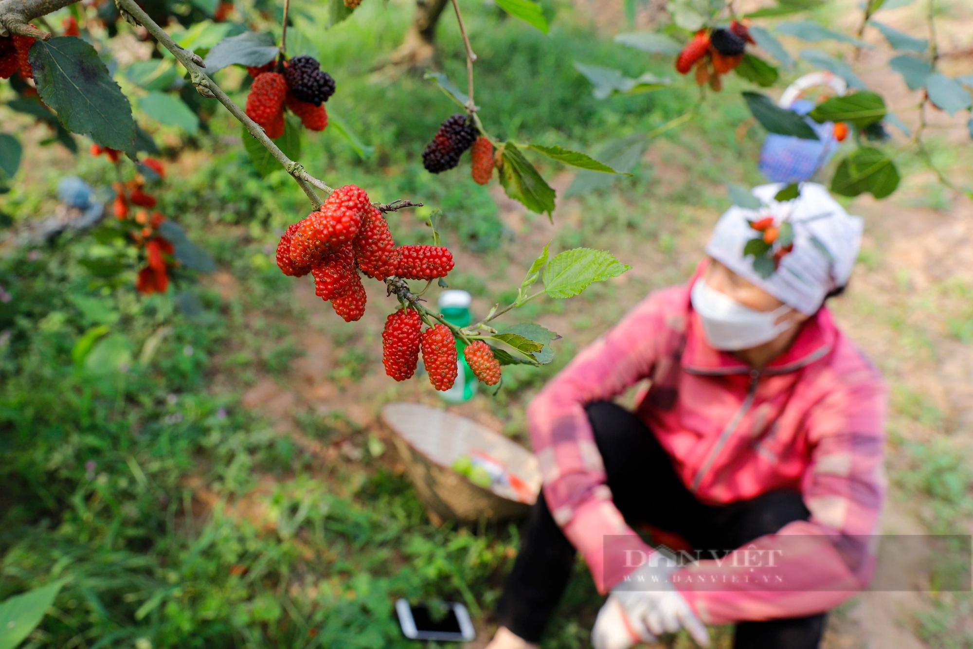 Dâu tằm chín trĩu cành, nông dân ngoại thành Hà Nội hối hả thu hoạch xuyên trưa để kịp giao cho thương lái- Ảnh 9.