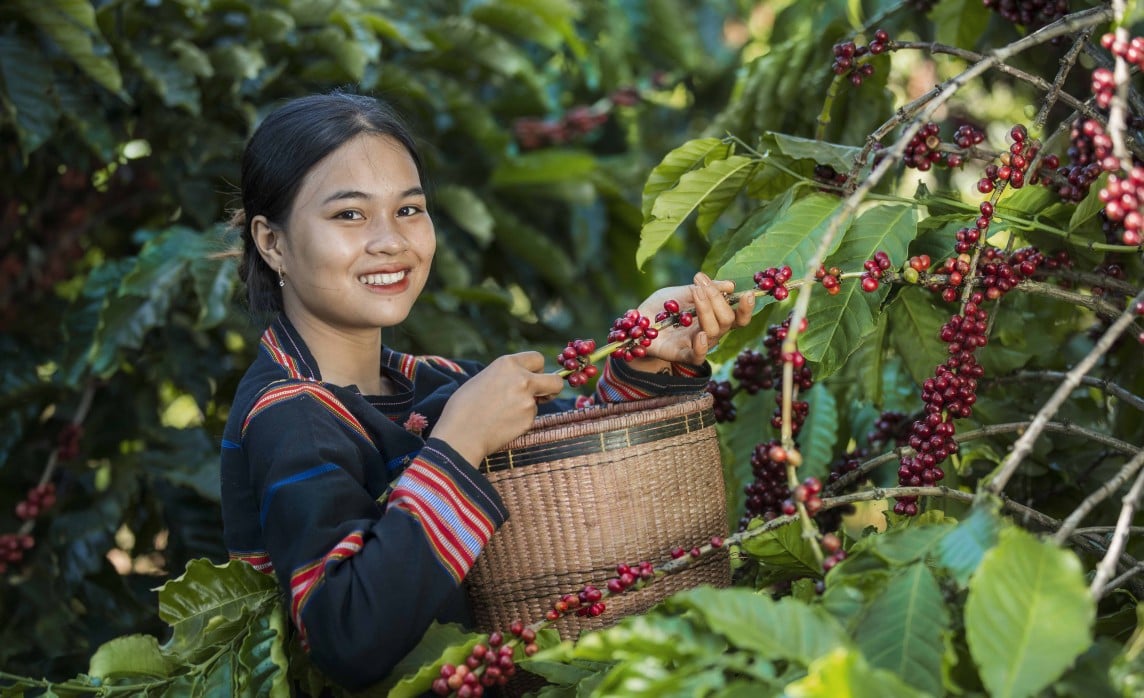 Dank hoher Preise stieg der Kaffeeexportumsatz im ersten Quartal 2024 um 57,3 %