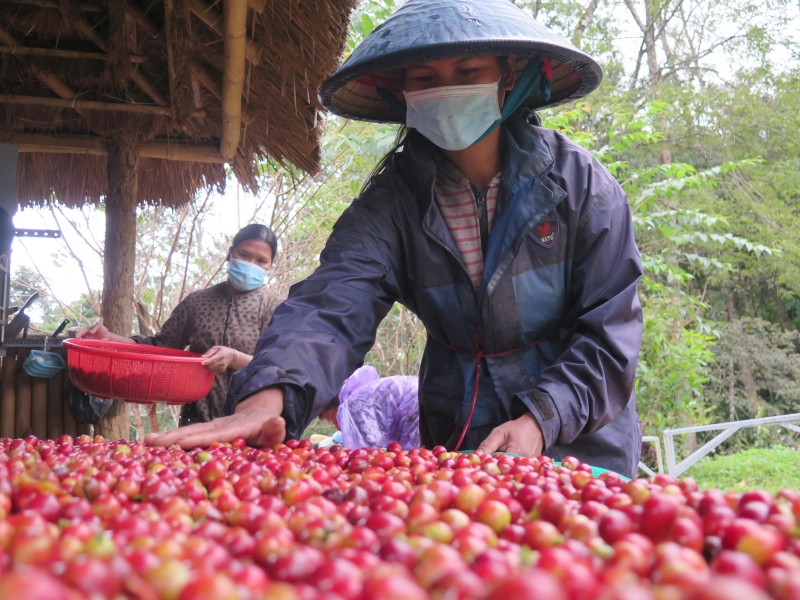 Les prix de l'arabica augmentent fortement, les exportations de café du Vietnam devraient augmenter à la fin de l'année