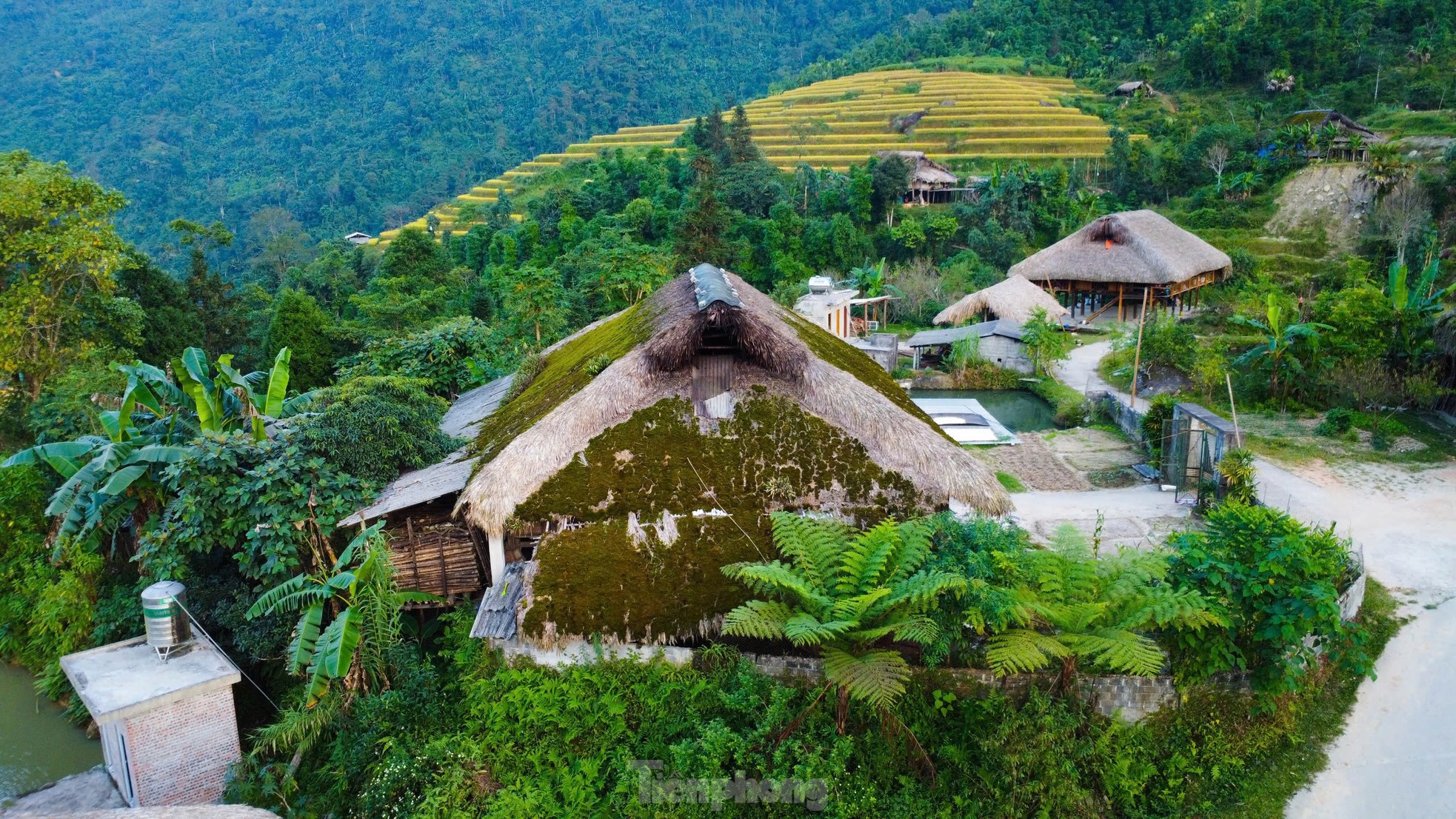 Rare, hard to find mossy roofs that can 'transform' photo 4