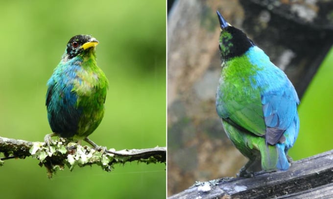 L'oiseau hermaphrodite existe en deux couleurs, vert et bleu. Photo : John Murillo