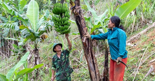 Vườn chuối biên phòng tặng dân bản biên giới