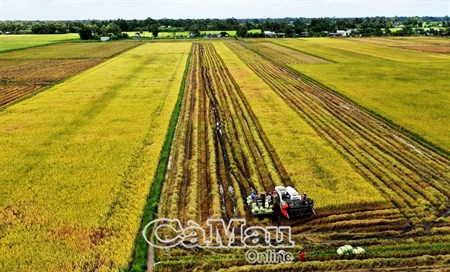 “Hot” rice production and IUU