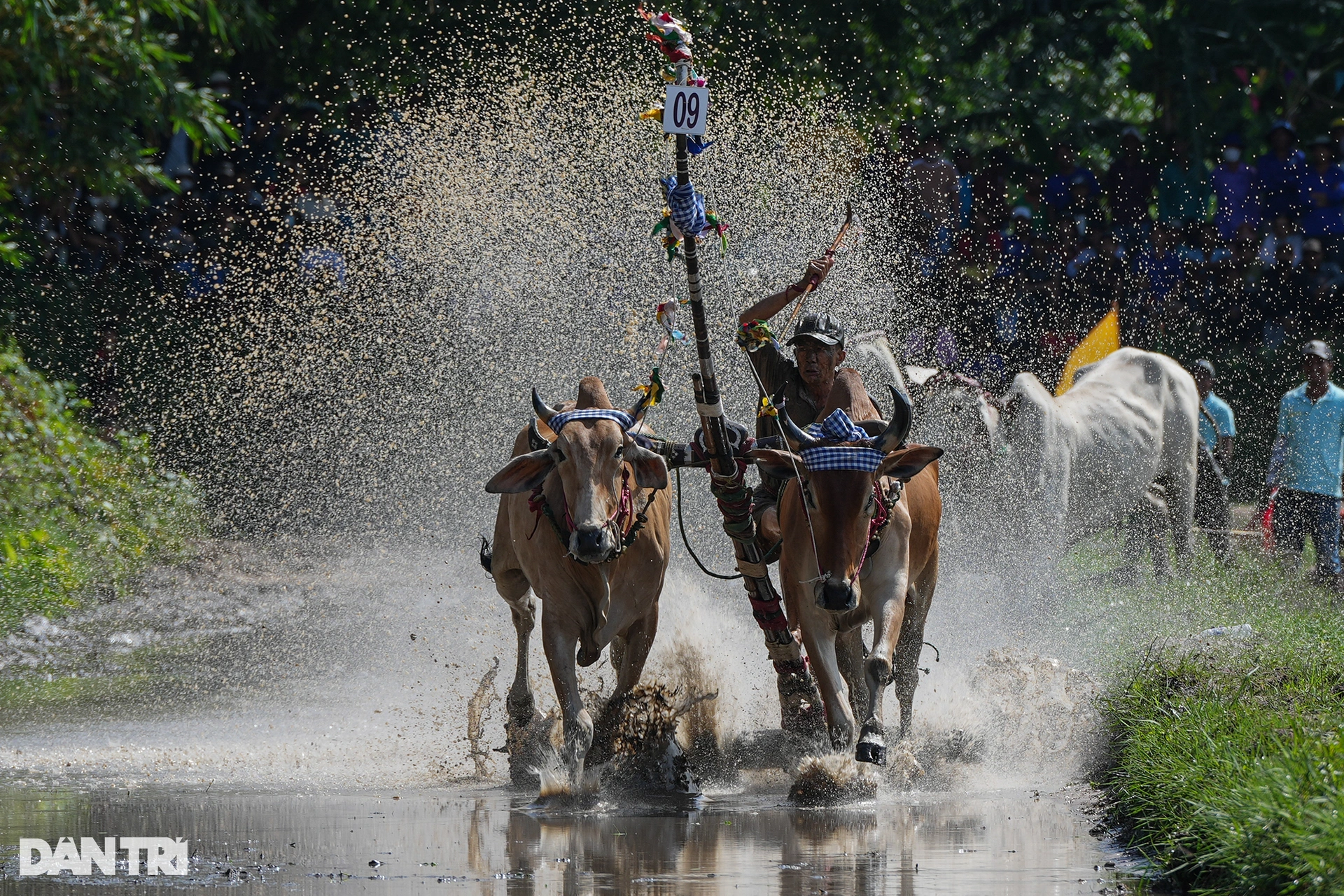 Des images impressionnantes au festival de courses de taureaux Chua Ro 2023