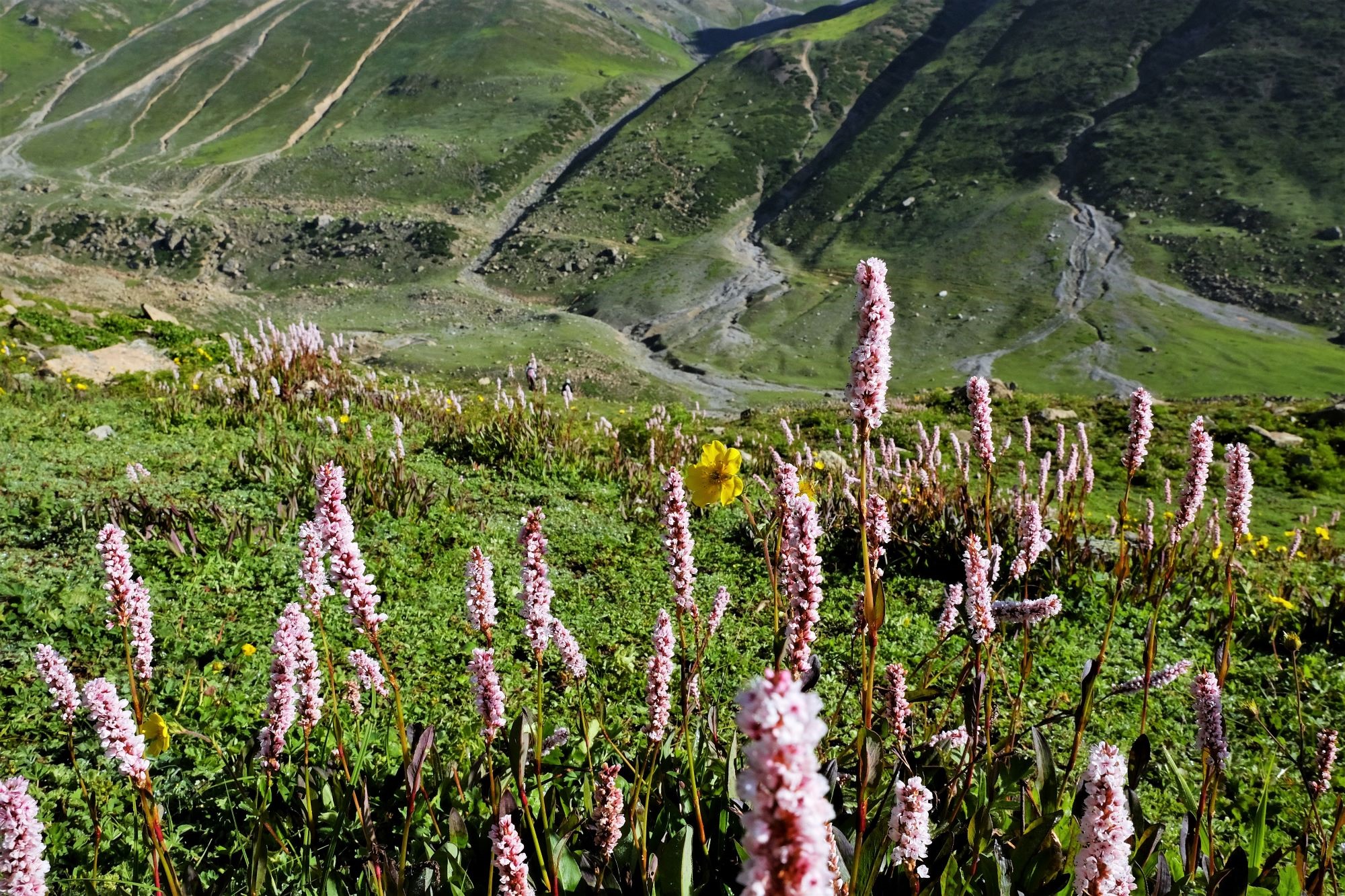 Nữ du khách Việt trong hành trình khám phá 'thiên đường hạ giới' Kashmir  - Ảnh 3.