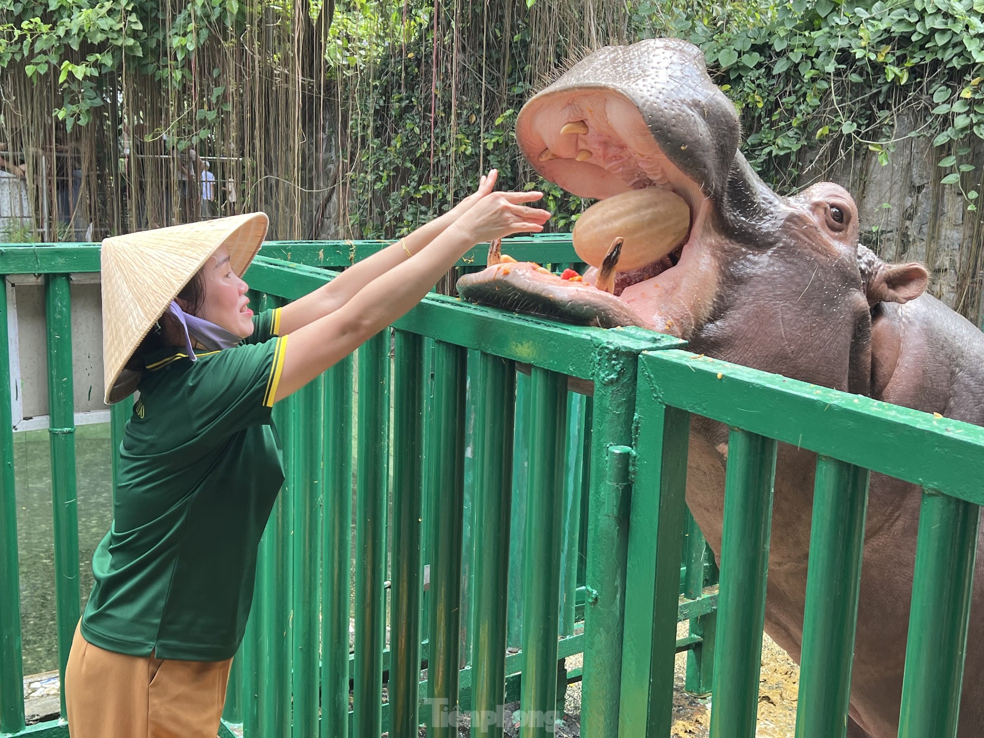 Visiting the Zoo, tourists were surprised to see hippos... having their teeth brushed photo 8