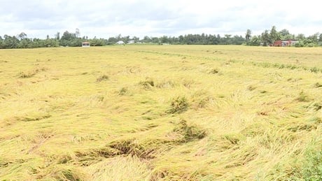 Les cultures de riz d'été et d'automne du district sont tombées, causant de gros dégâts difficiles à récupérer.