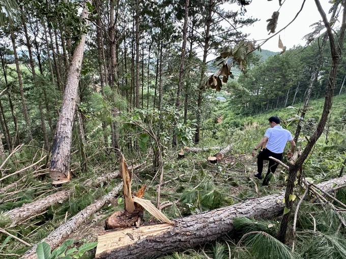 Untersuchung zur Zerstörung von mehr als 1,6 Hektar Wald in Lam Dong