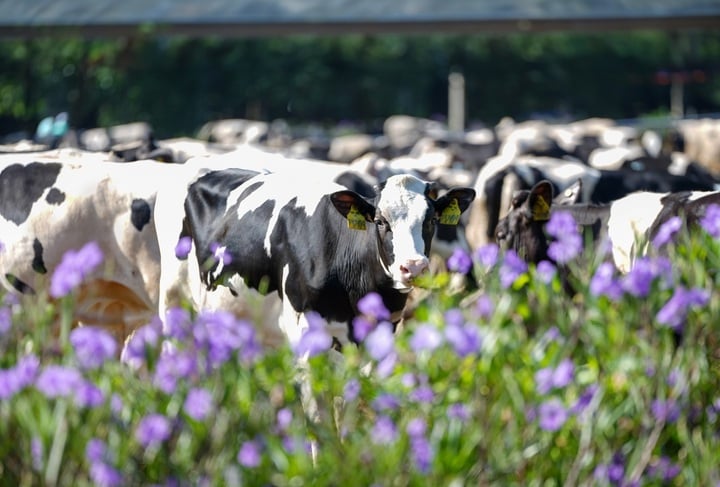 Green Farm in Tay Ninh was inaugurated in 2019, with a herd size of nearly 8,000 cows and calves, and a milk output of up to 40 million liters per year. In addition to Tay Ninh, Vinamilk currently has 3 other Green Farm eco-farms in Quang Ngai, Thanh Hoa and Da Lat (according to Organic standards), all of which are considered typical eco-farm models, oriented towards sustainable agriculture, reducing emissions in the dairy farming industry.