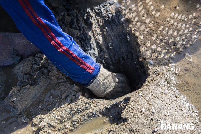 The extraordinary lives at a depth of about 20 - 25cm in the mud.