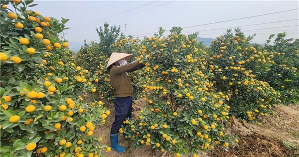 Quang Ninh: pueblos de flores y plantas ornamentales rebosantes de actividad durante la temporada del Tet